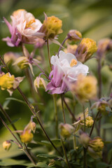 Orliki (Columbine flowers), różowe kwiaty wiosenne, flora, tapeta kwiatowa, tło © anettastar