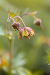 Kuklik Mai Tai, pomarańczowe kukliki wiosenne, zielone tło,  wzór w kwiaty, tapeta kwiatowa