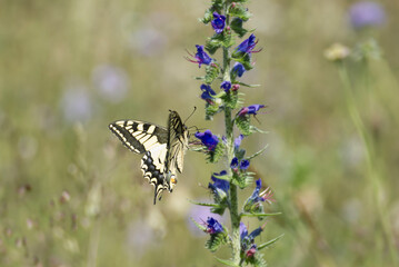 Old World Swallowtail or common yellow swallowtail (Papilio machaon) sitting on blueweed in Zurich, Switzerland