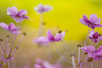Różowe zawilce botaniczne na rozmytym tle, kwiaty letnie, tapeta kwiatowa  © anettastar