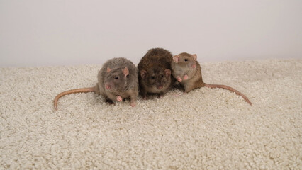 Brown and gray rats on a white carpet.
