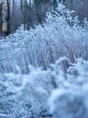 Frost-Kissed Grasses In A Serene Winter Landscape: A Delicate Dance Of Ice And Nature In Soft Morning Light