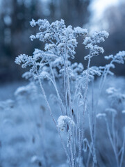 Frost-Kissed Grasses In A Serene Winter Landscape: A Delicate Dance Of Ice And Nature In Soft Morning Light
