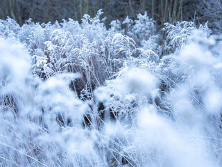 Frost-Kissed Grasses In A Serene Winter Landscape: A Delicate Dance Of Ice And Nature In Soft Morning Light