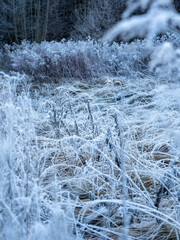 Frost-Kissed Grasses In A Serene Winter Landscape: A Delicate Dance Of Ice And Nature In Soft Morning Light