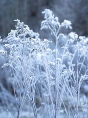 Frost-Kissed Grasses In A Serene Winter Landscape: A Delicate Dance Of Ice And Nature In Soft Morning Light