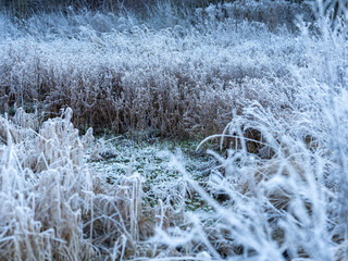 Frost-Kissed Grasses In A Serene Winter Landscape: A Delicate Dance Of Ice And Nature In Soft Morning Light