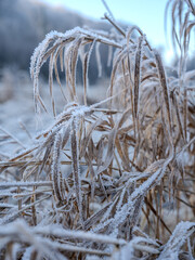 Frost-Kissed Grasses In A Serene Winter Landscape: A Delicate Dance Of Ice And Nature In Soft...