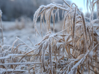 Fototapeta premium Frost-Kissed Grasses In A Serene Winter Landscape: A Delicate Dance Of Ice And Nature In Soft Morning Light