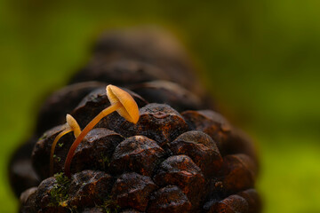 Artistic mushroom photo. Mysterious creatures of nature, mushrooms. Natural background.