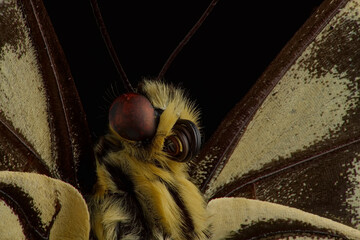 Old world swallowtail butterfly, head image with eye and tonque macro