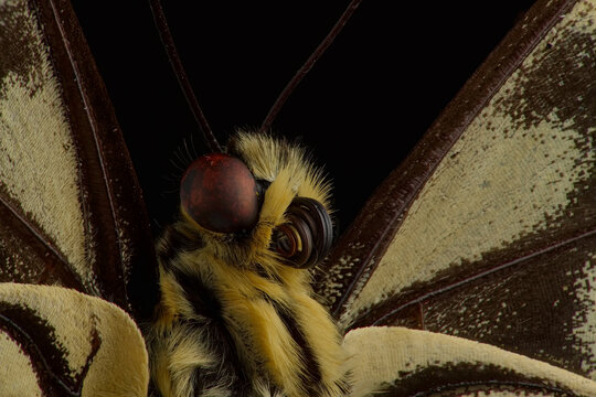 Old world swallowtail butterfly, head image with eye and tonque macro