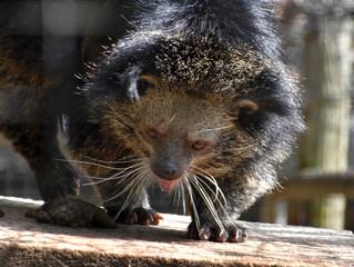Binturong with a Little Pink Tongue Sticking Out