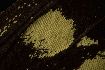 Old world swallowtail butterfly, outer wing scales 8:1 microphotograph