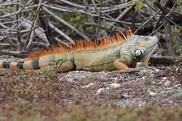Male Iguana During Breeding Season