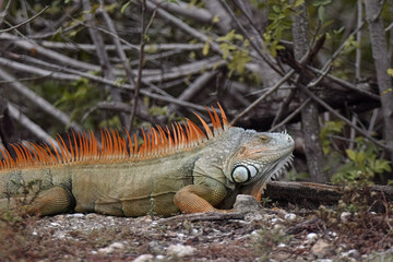 Male Iguana Durig Breeding Season Close up.