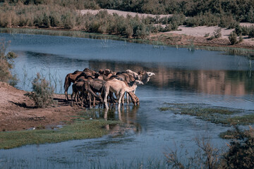 Wielbłądy w oazie © Bogdan