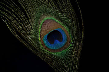 Peacock tail feather closeup