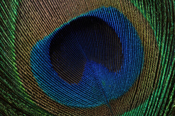 Peacock tail feather macro