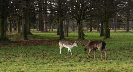 Two deer are standing in a grassy field. One is white and the other is brown. They are facing each other and seem to be in a standoff