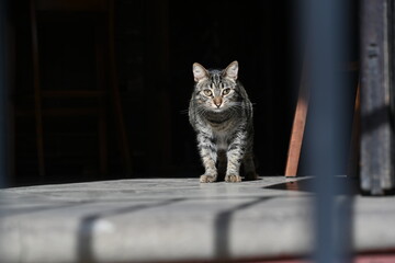 gato entre las sombras