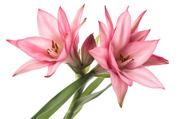 Fototapeta premium Isolated Two Pink Amaryllis Flowers