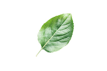 Fototapeta premium Isolated Fresh Apple Leaf