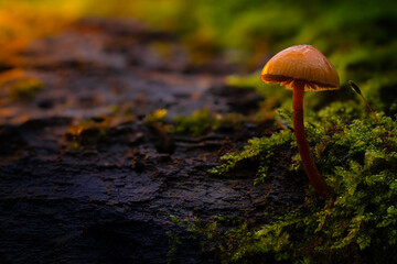 Artistic mushroom photo. Mysterious creatures of nature, mushrooms. Natural background.
