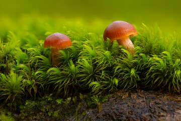 Artistic mushroom photo. Mysterious creatures of nature, mushrooms. Natural background.