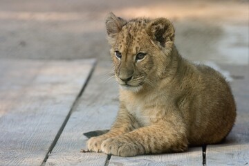 lion cub in the zoo