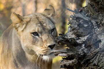 portrait of a lion