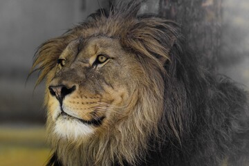portrait of a lion