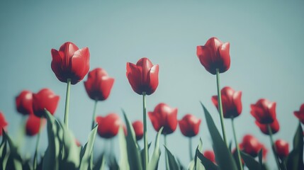 Fototapeta premium Red Tulips in Bloom Under Clear Skies