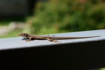 Jaszczurka © Bogdan