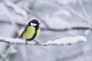 A cute great tit sits on snowy branch. Parus major. Winter scene with a titmouse.
