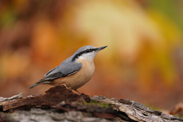 A eurasian nuthatch sits on a tree stump  in autumn. Sitta europaea