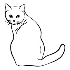 Cat vector illustration