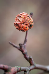 Dried apple. Wet withered spoiled apple on a branch. Selective focus