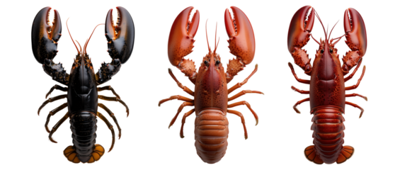 set  of big whole red and black cooked lobster, seafood isolated on a transparent background