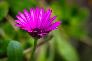 Obraz premium Fleur 4