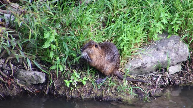 Muskrat sitting on the shore and eating grass, Ondatra zibethicus