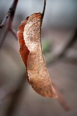 Dried leaf. Wet dried withered leaf. Selective focus