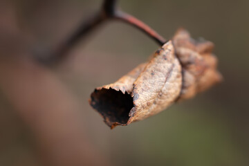 Dry leaf. Wet withered leaf