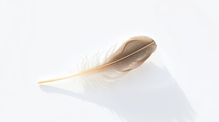 Feather resting on white background