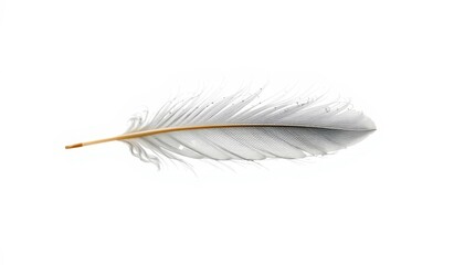 White feather on a plain white background