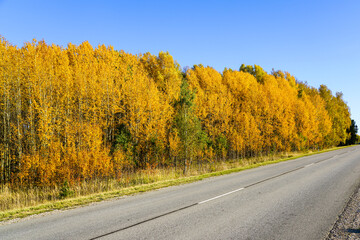 Tall trees with bright yellow leaves against a clear blue sky background, scenic autumn landscape