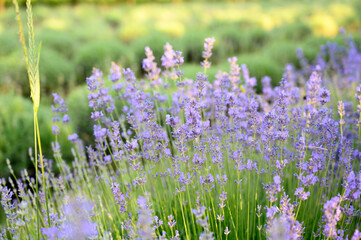 Lavender field. Lavender purple flowers
