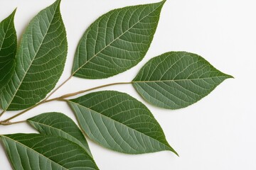 Obraz premium 新鮮な緑の葉が白い背景に並んでいる様子