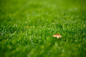 Green, short, trimmed lawn
