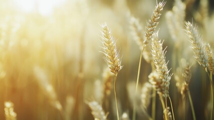 Obraz premium Soft Light Macro of Wheat Field in Natural Scene